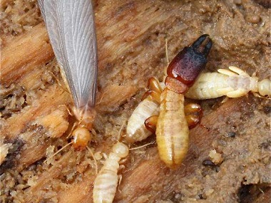 南沙白蚁备案公司新建行实行白蚁防治的办法