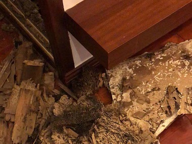 天河验收白蚁公司如何应对家中出现的白蚁