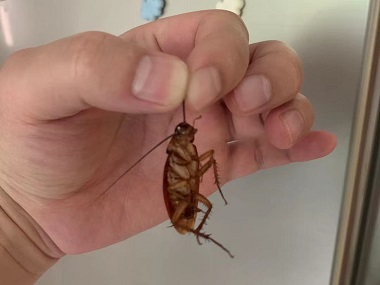 黄埔杀虫灭蟑中心家庭灭蟑螂失败的原因